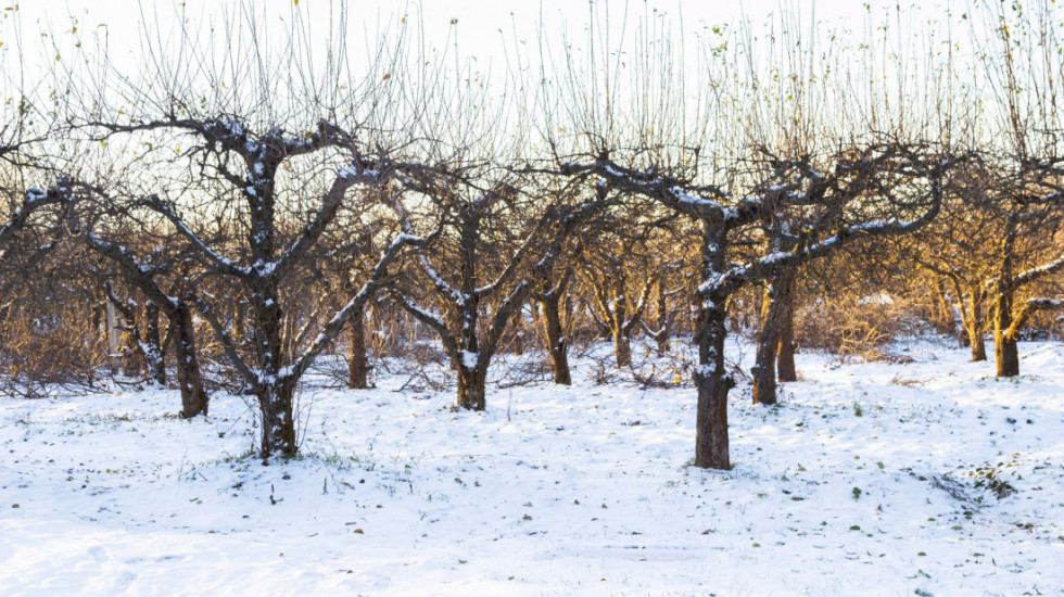 Posledice lošeg vremena na poljoprivredu: Da li su voćnjaci preživeli sneg