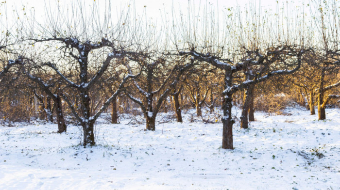 Kako padavine utiču na voćarsku proizvodnju u Srbiji? Stručnjak o posledicama vremenskih nepogoda