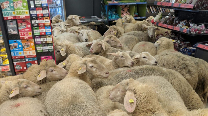 Viralni snimak "napada" na prodavnicu: Pedeset ovaca umarširalo u supermarket i obezbedilo sebi hranu za godinu dana