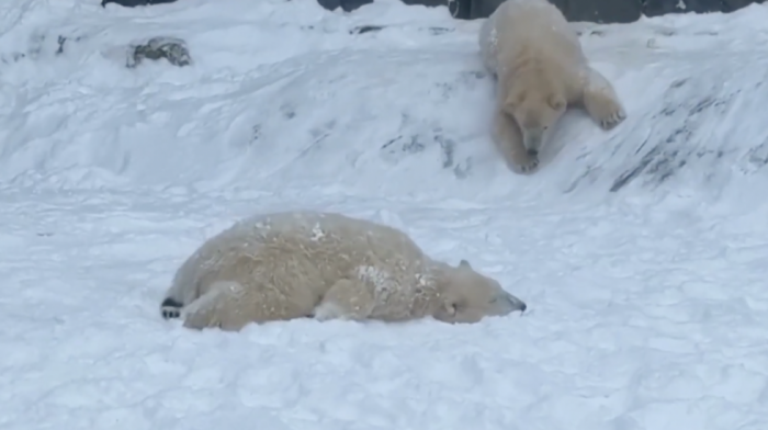 Niko se pahuljama nije obradovao kao oni: Mladunci polarnih medveda u Mađarskoj prvi put videli sneg (VIDEO)
