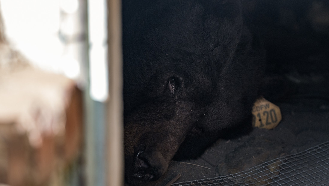 Medved se uselio ispod kuće i ostao duže od mesec dana: Stručnjaci ga deložirali na maštovit način