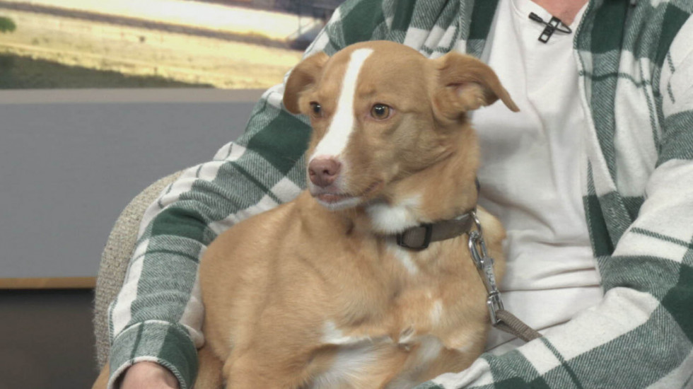 Od udomljenog psa do filmske zvezde: Kako je pas lutalica Lija osvojila srca publike (VIDEO)