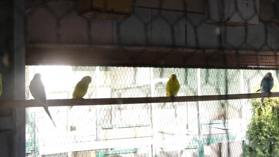 Milan Salević iz Čačka stvorio pravo ptičje carstvo: 73 godine ljubavi prema pernatim prijateljima