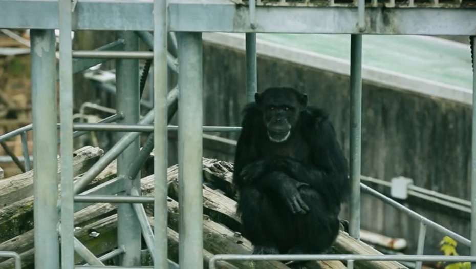 Ai, japanska šimpanza koja se bavila slikarstvom i znala brojeve, uginula u 49. godini
