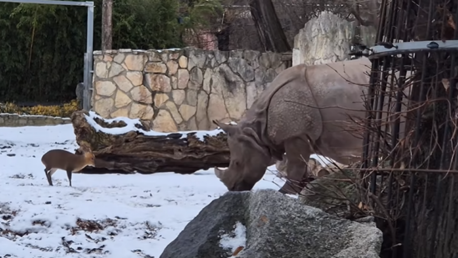 David protiv Golijata: "Borba" patuljastog jelena i nosoroga postala viralna (VIDEO)