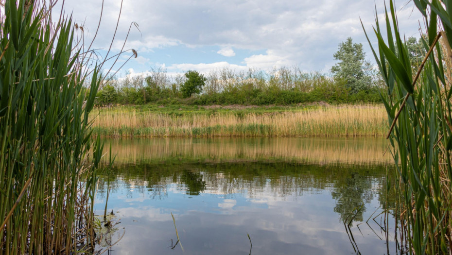 Ministarstvo zaštite životne sredine: Nastavićemo sa procedurama za zaštitu prirodnih vrednosti bare Reve