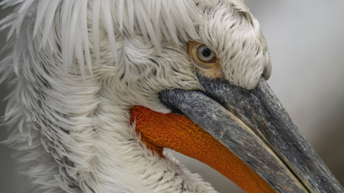 Znate li kako izgleda kudravi nesit? Zabeležen je rekordan broj ovih ptica u Srbiji