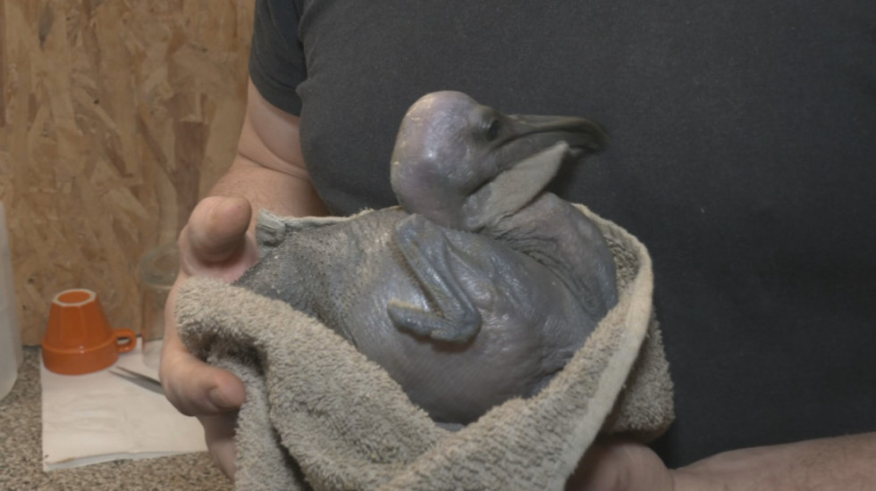 Neočekivani dolazak: U Beo Zoo vrtu se izlegao maleni pelikan, biolog za Euronews Srbija otkriva detalje (VIDEO)