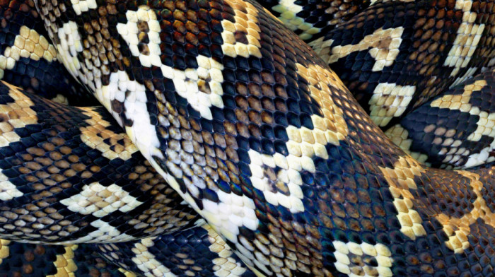 Žena se probudila s osećajem težine na grudima i zatekla na sebi ogromnog pitona