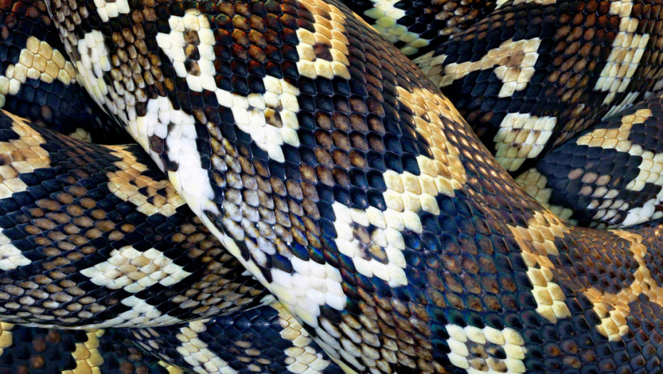 Žena se probudila s osećajem težine na grudima i zatekla na sebi ogromnog pitona