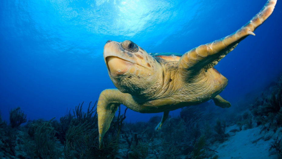 Glavata kornjača iz Turske u migracionoj ruti prešla 24.000 kilometara po Mediteranu