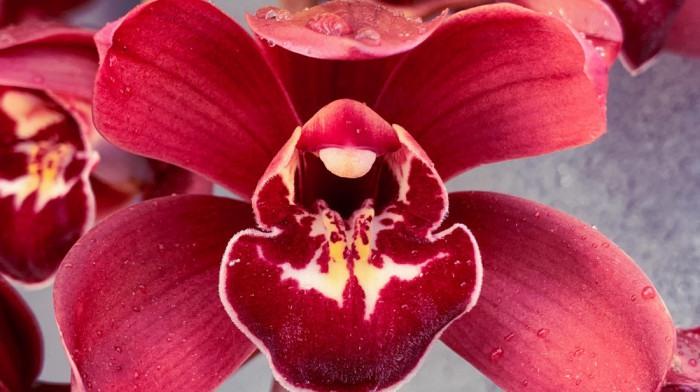 Od paukova-zombija do voća sa ukusom banane i guave: Otkriveno deset novih vrsta čuda prirode (FOTO)