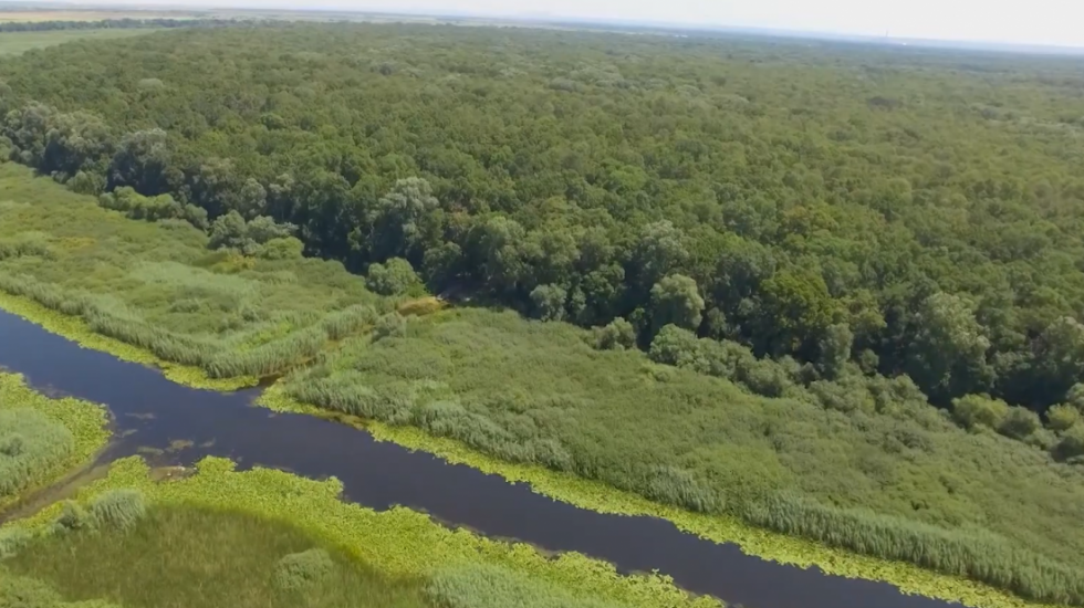Za pola veka broj vlažnih staništa u Srbiji opao na trećinu: Kako da zaštitimo bogatstvo životinjskog i biljnog sveta