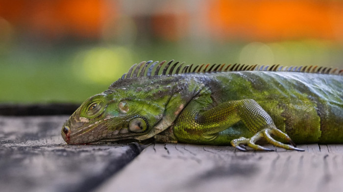 Na Floridi je toliko hladno, da promrzle iguane padaju s drveća (FOTO)