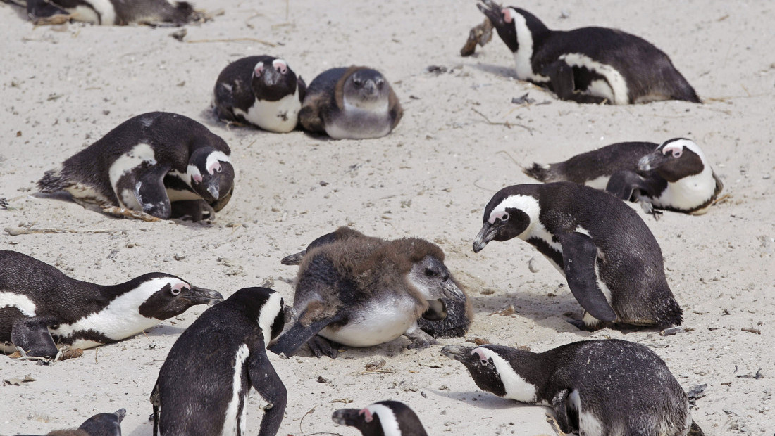 Zbog nedostatka hrane afrički pingvini hrane svoje mlade kamenjem