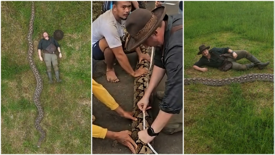 Zastrašujuće stvorenje iz džungle: Piton iz Indonezije najduža zmija ikada izmerena u divljini