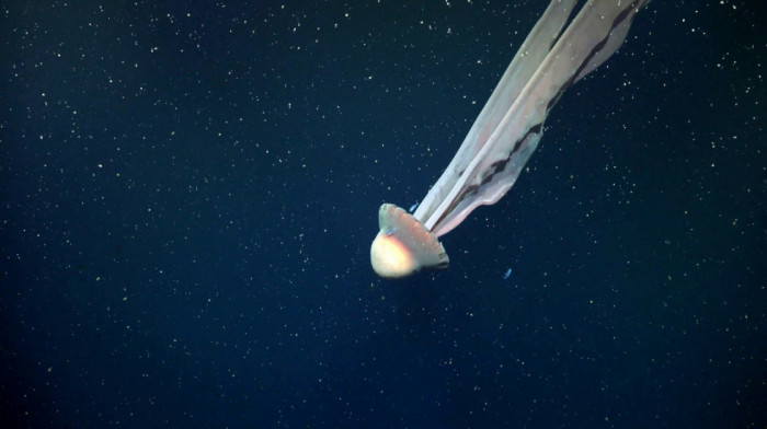 Konačno viđena jedna od najređih džinovskih meduza: Pipci joj se protežu i do 10 metara