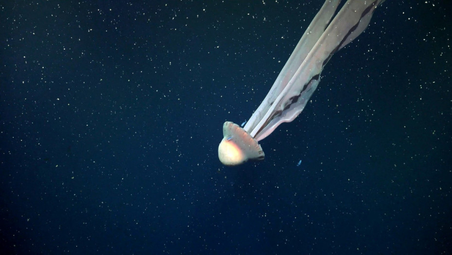 Konačno viđena jedna od najređih džinovskih meduza: Pipci joj se protežu i do 10 metara