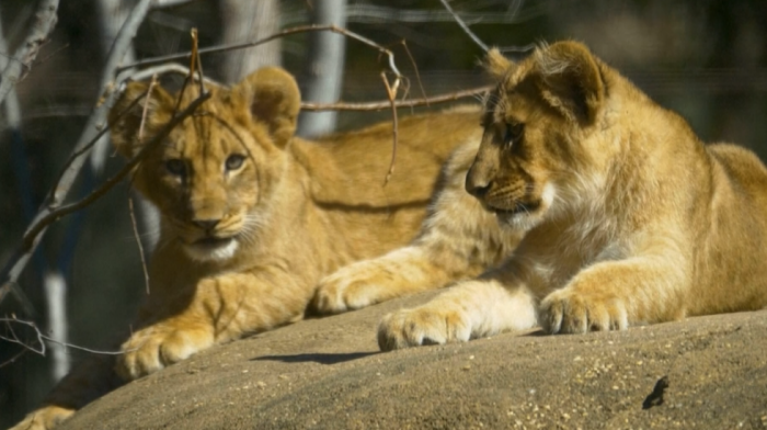 Uzbuljiv dan za buduće “kraljeve džungle”: Lavići prvi put istražili spoljni svet (VIDEO)