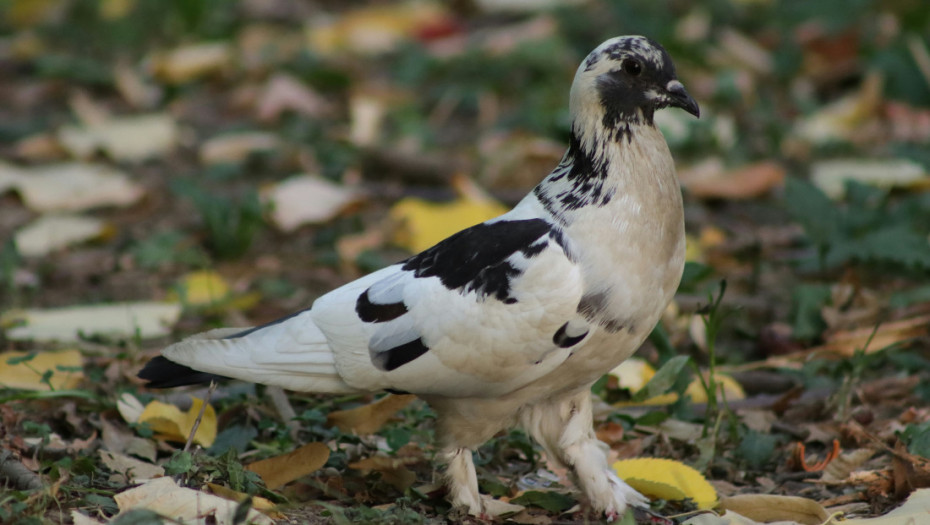 Rumunski lopovi osuđeni za krađu 170 nagrađenih golubova: Vlasnicima 470.000 evra odštete