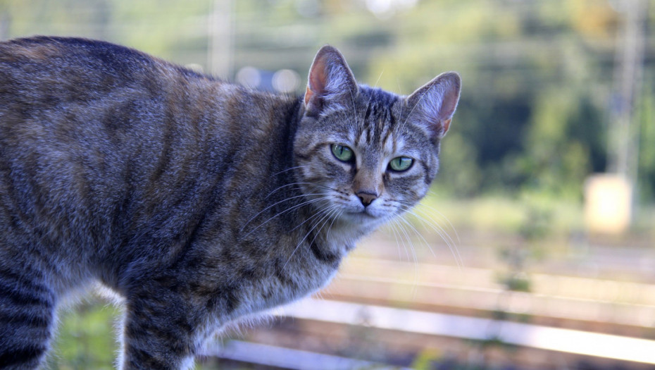 Mačka putovala vozom sama - avantura do Bremena bez karte i vlasnika