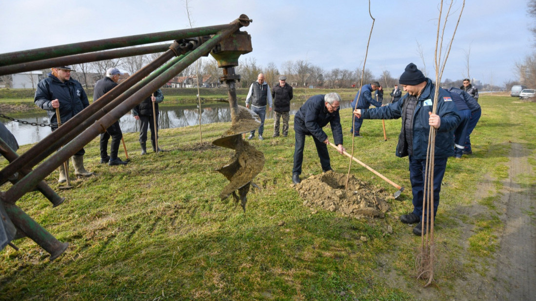 Vode Vojvodine sade 200.000 sadnica širom pokrajine, počelo pošumljavanje u Crvenki