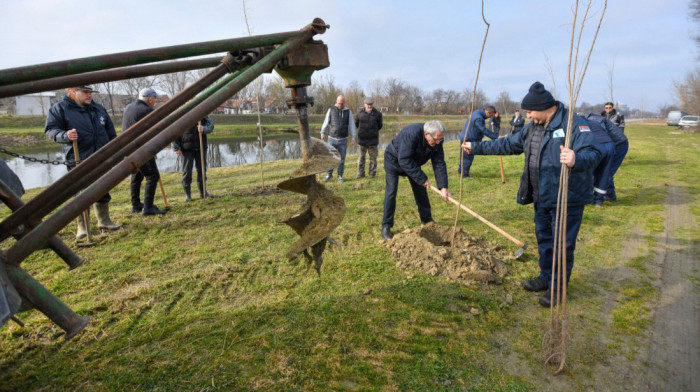 Vode Vojvodine sade 200.000 sadnica širom pokrajine, počelo pošumljavanje u Crvenki