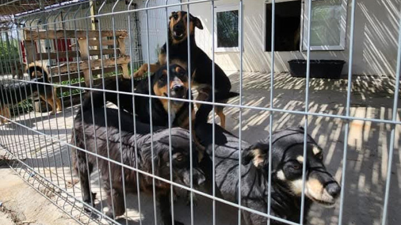 Sistem koji daje rezultate: Aranđelovac smanjio broj napuštenih pasa na ulicama