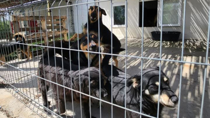 Sistem koji daje rezultate: Aranđelovac smanjio broj napuštenih pasa na ulicama