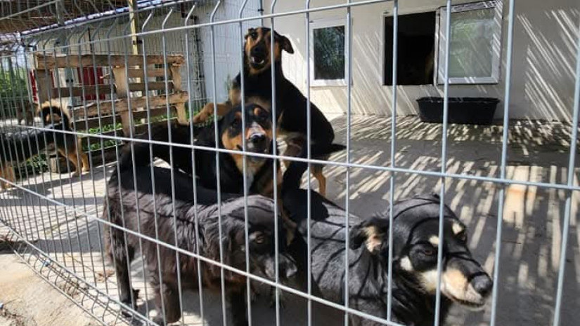 Sistem koji daje rezultate: Aranđelovac smanjio broj napuštenih pasa na ulicama