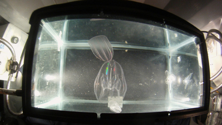 Ekološki alarm u Jadranu: Kanibal meduze i plavi rakovi prete morskom životu i ribolovu