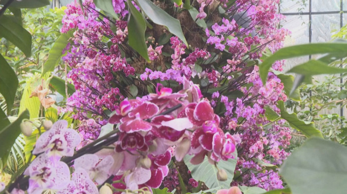 Zmaj, ribe i hiljade orhideja: London nikad nije mirisao ovako magično (VIDEO)