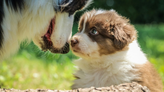 Podgorica zabranila nekomercijalno razmnožavanje pasa i mačaka