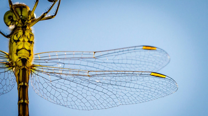 Izložba "Vilinski konjici Srbije" u Galeriji SANU: Elegantne grabljivice sa posebnim ritualom parenja (VIDEO)