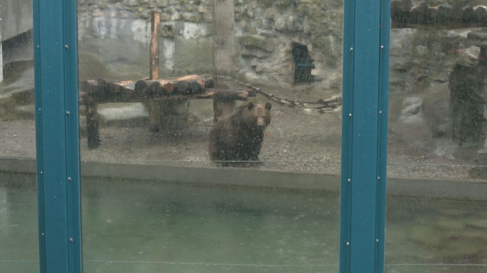 Medvedica Dunja izašla iz jazbine: Da li to znači da nam se proleće konačno približava? (VIDEO)