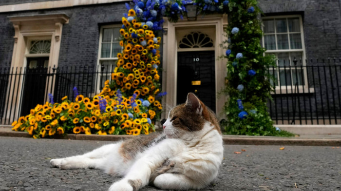 Mačak Lari slavi 15. rođendan u rezidenciji britanskog premijera: Dočekao je i otpratio mnoge u Dauning stritu
