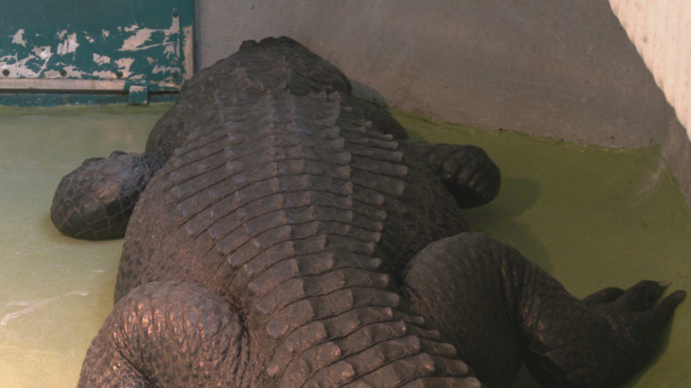 Aligator Muja – najstariji stanovnik zoološkog vrta: U kakvom je stanju najpoznatiji beogradski "starac"?