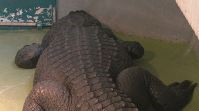 Aligator Muja – najstariji stanovnik zoološkog vrta: U kakvom je stanju najpoznatiji beogradski "starac"?