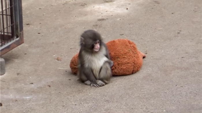Majmunče napustila majka, a on utehu pronašao u plišanoj igrački: Mali usamljeni makaki osvojio srca miliona ljudi