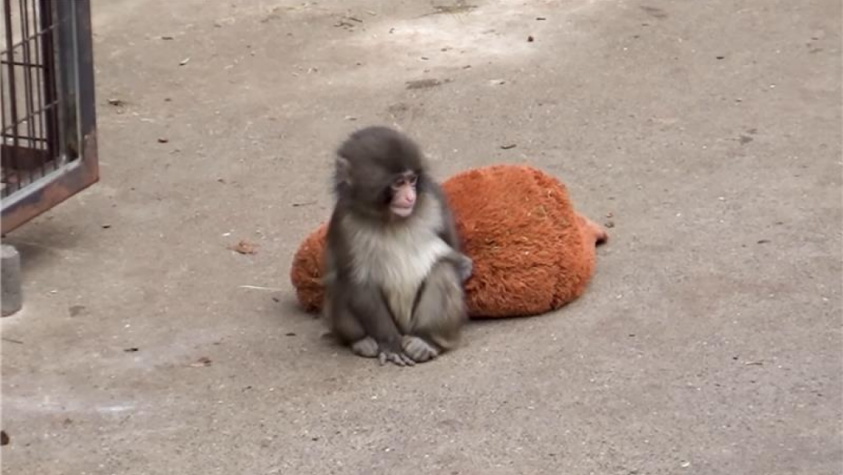 Majmunče napustila majka, a on utehu pronašao u plišanoj igrački: Mali usamljeni makaki osvojio srca miliona ljudi