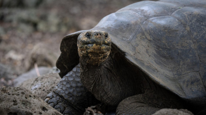 "Džonatan je živ": Najstarija kornjača lažno proglašena mrtvom zbog kripto prevare
