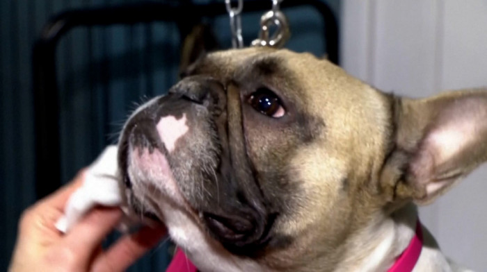 Raj za pse u srcu Dolomita: Kako je Kortina d'Ampeco osvojila srca ljubimaca i njihovih vlasnika?