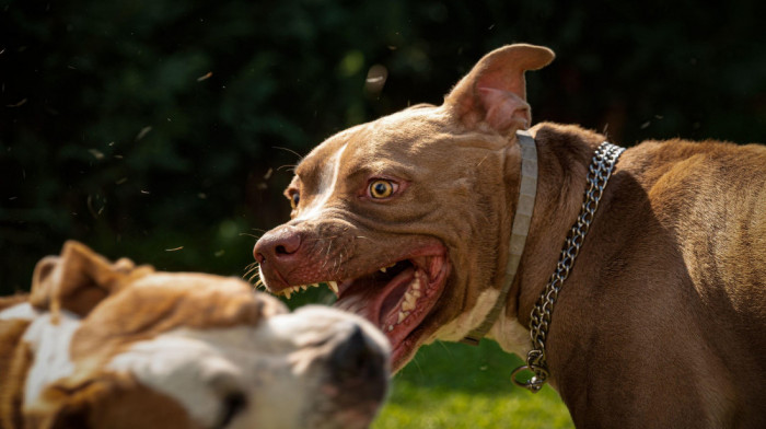 Krivična prijava protiv žene čiji je staford napao muškarca, ženu i njenog psa