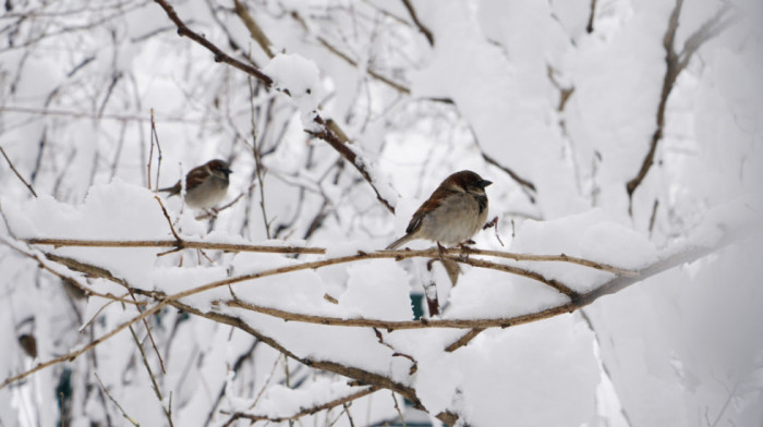 Velike količine snega na području Papuka u Slavoniji: Na nekim područjima visina i do metar i po
