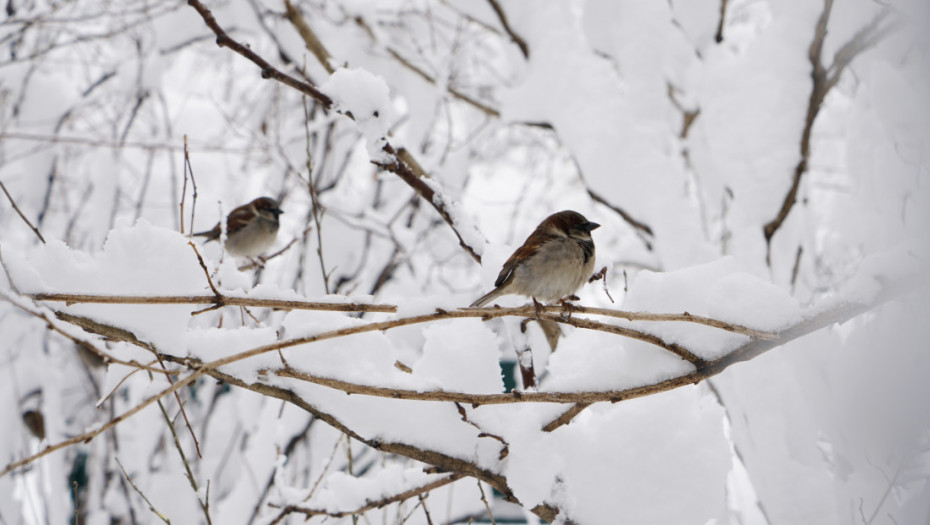Velike količine snega na području Papuka u Slavoniji: Na nekim područjima visina i do metar i po