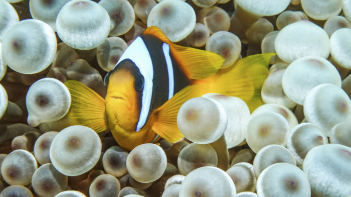 Mlade ribe klovnovi gube pruge da bi osigurale društveni status — nova studija otkriva kako i zašto