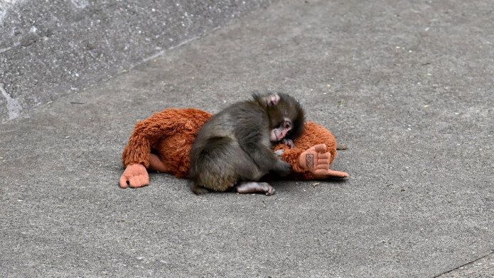 Eksperiment iz šezdesetih godina objašnjava zašto Panč ne pušta svoju “plišanu mamu”