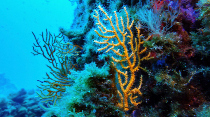 Majka i ćerka otkrile najveću poznatu koloniju korala na Velikom koralnom grebenu