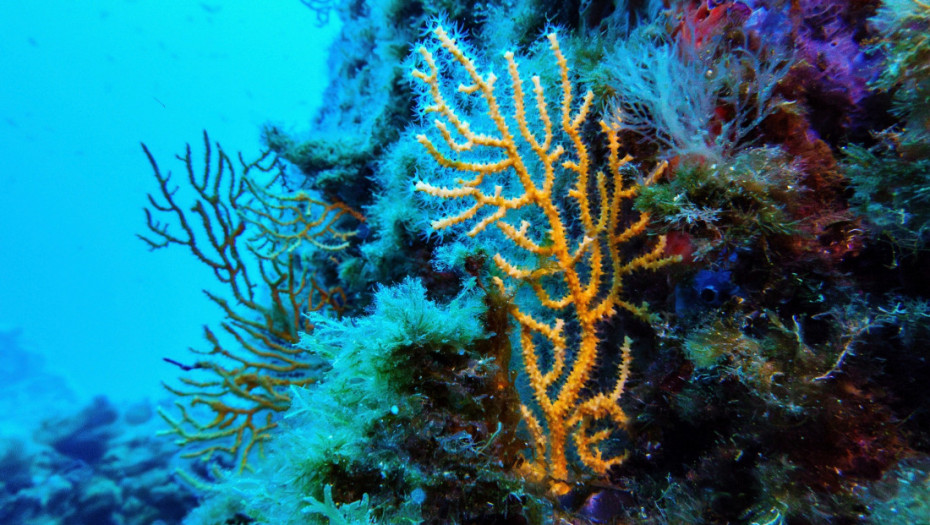 Majka i ćerka otkrile najveću poznatu koloniju korala na Velikom koralnom grebenu