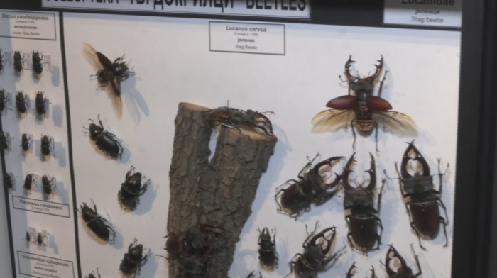 Svet koji ne primećujemo, a koji živi: U Prirodnjačkom muzeju otvorena izložba "Kroz svet insekata" (VIDEO)